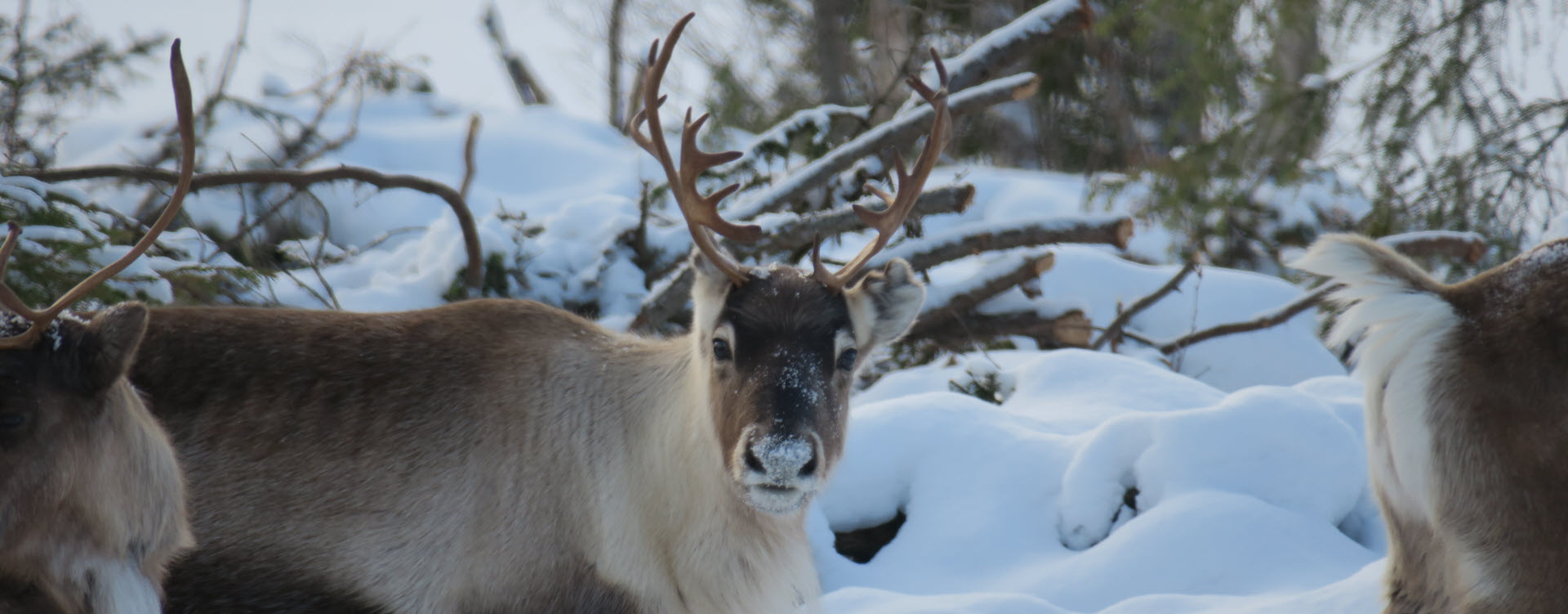 Gäddede camping winter reindeer